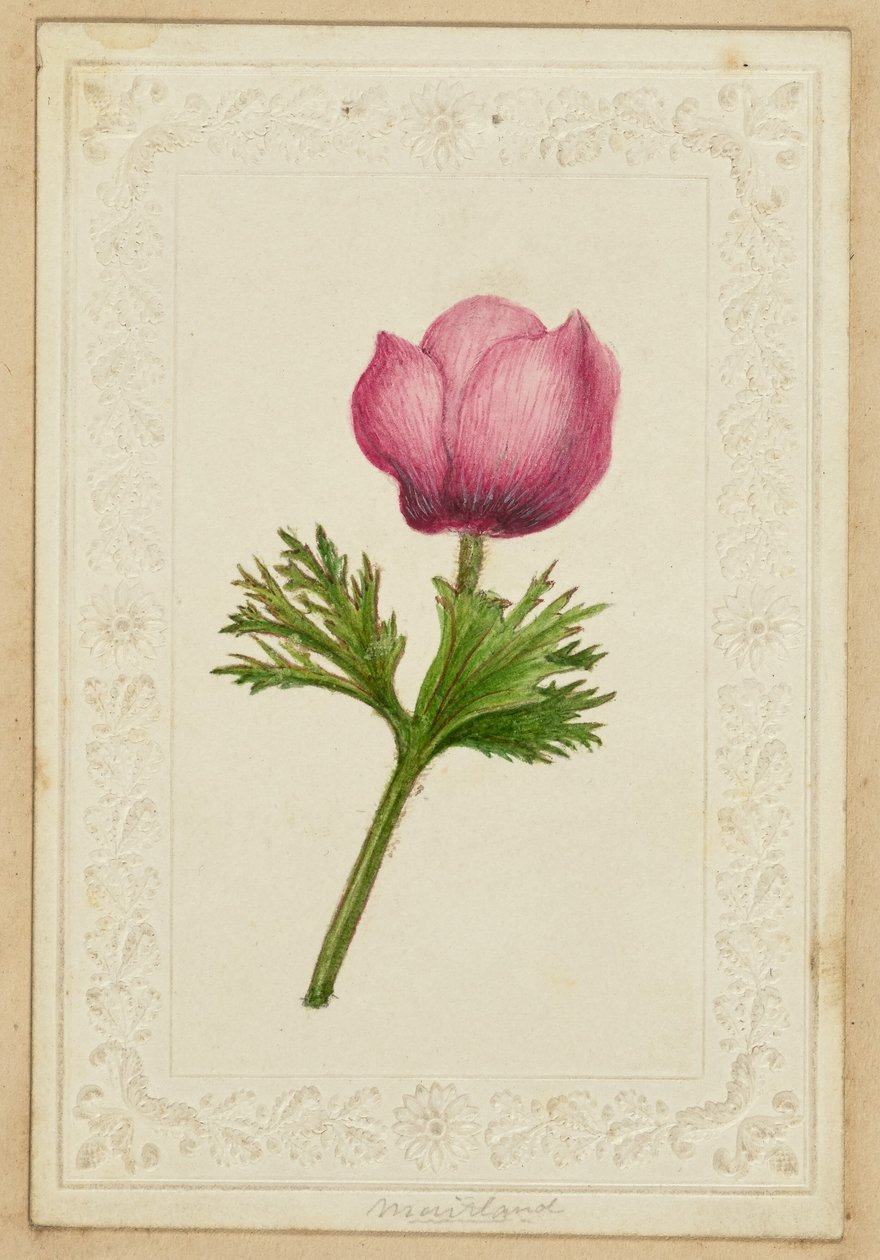 Pink Flower Note Card by Unknown artist