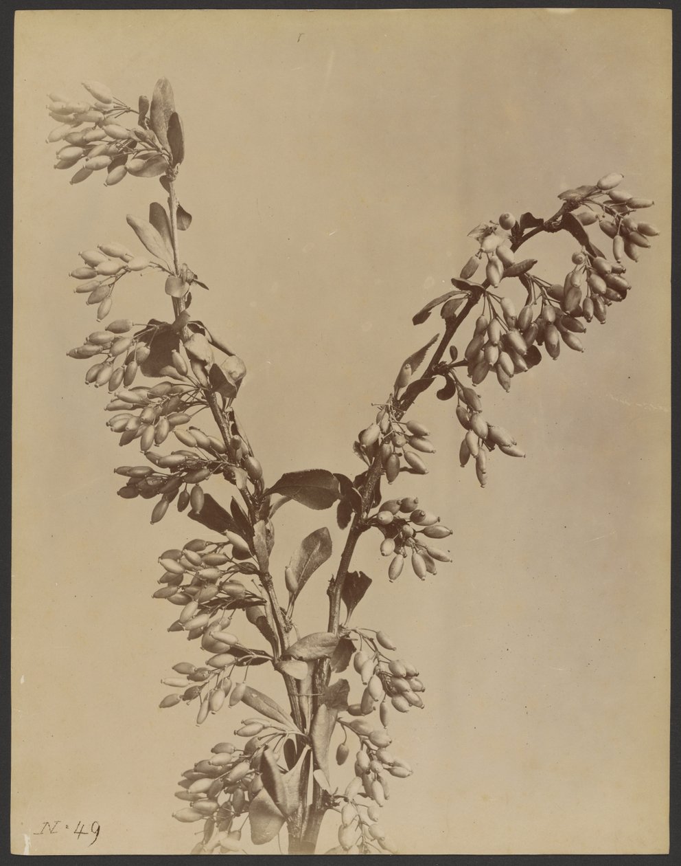 Plant with Clusters of Pods by Unknown artist