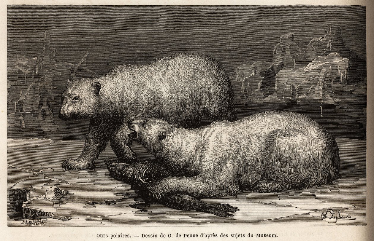 Polar Bears on the Ice Pack, Beating a Seal They Just Caught. Engraving to Illustrate the Voyage to the Free Sea of the Arctic Pole, by Doctor Hayes, Surgeon of the United States Navy, in 1860-1862, Published in Le Tour du Monde, Nouveau Journal des Voyage by Unknown artist