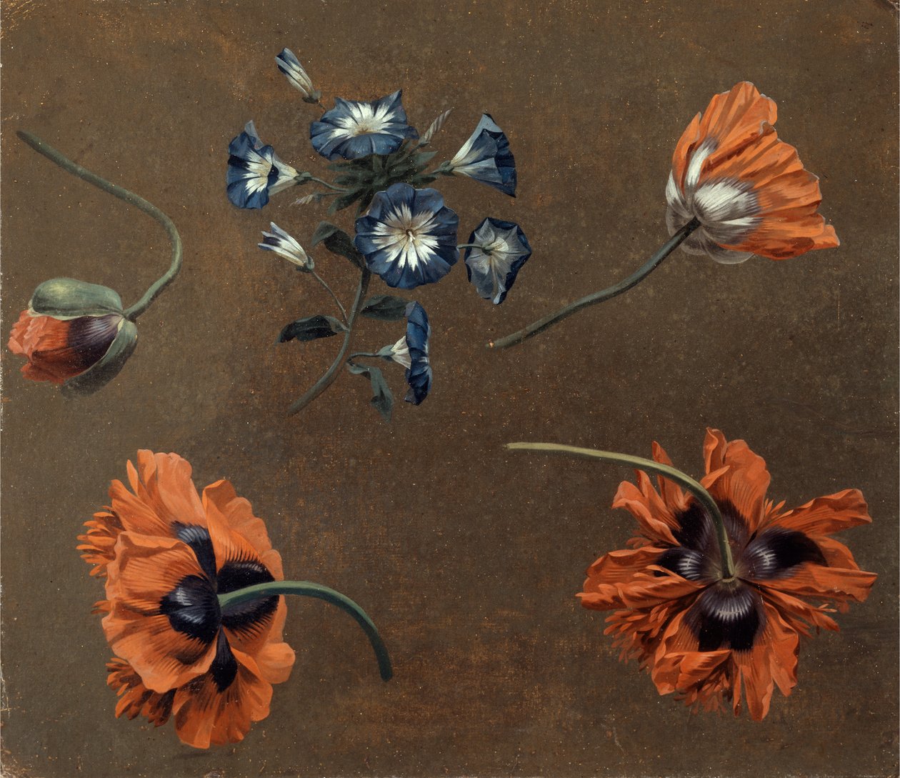 Poppies and Tradascanthus by Unknown artist