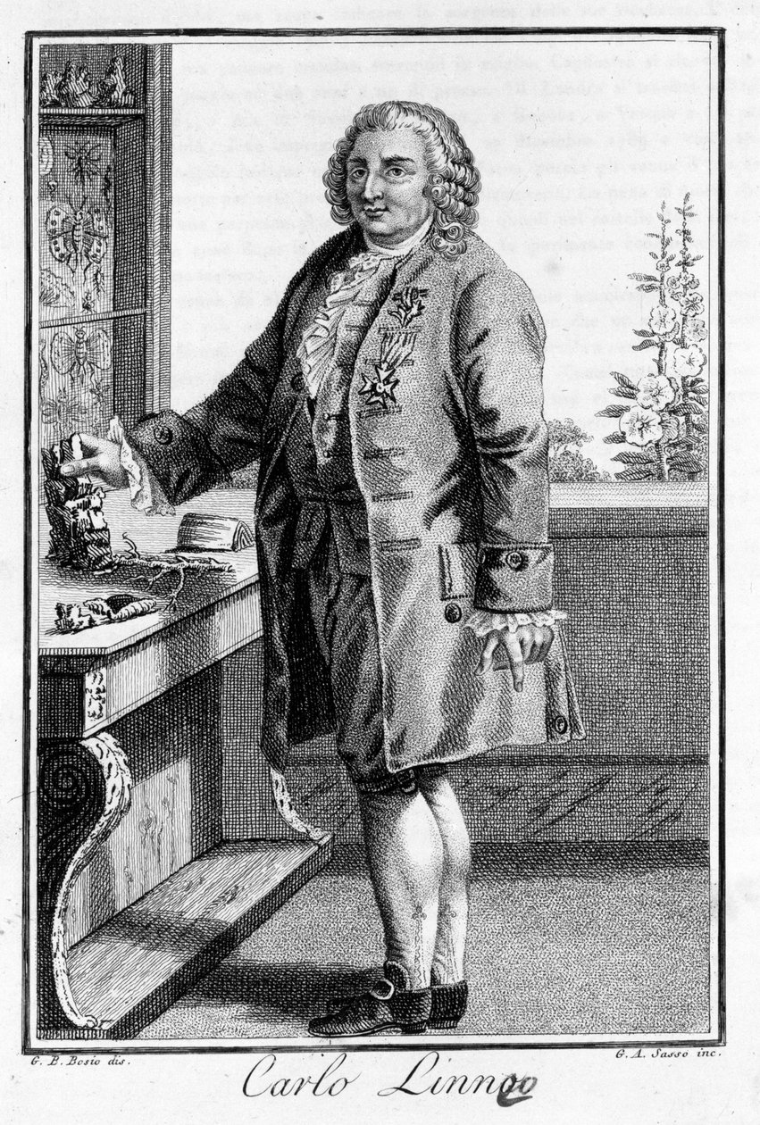 Portrait of Carl Von Linné, Swedish naturalist and writer (1707 - 1778). Engraving of the 19th century by Unknown artist