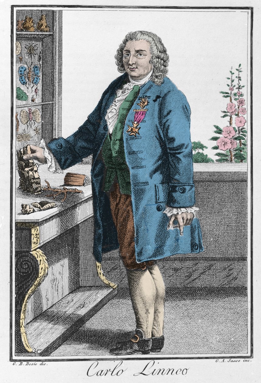 Portrait of Charles Linnaeus (Carl von Linné, Linnaeus) by Unknown artist