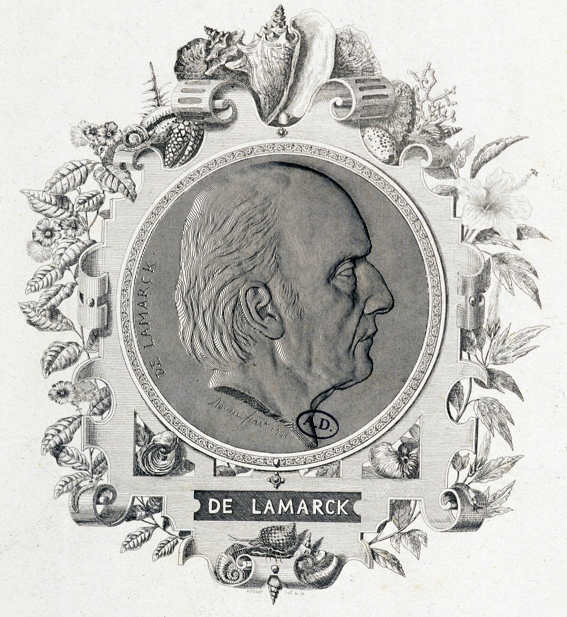 Portrait of Jean Baptiste Lamarck - Engraving by Unknown artist