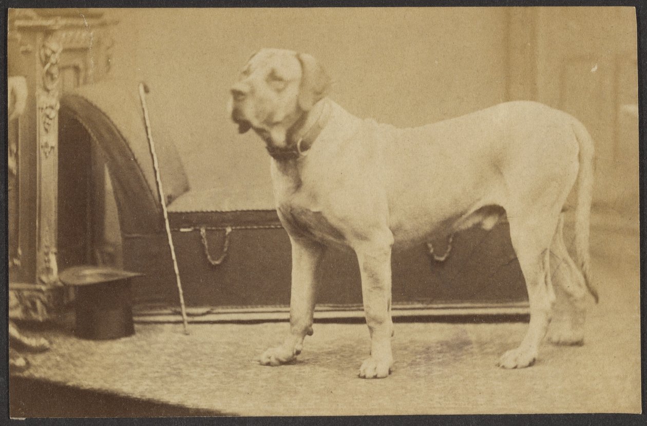 Portrait of a Dog by Unknown artist