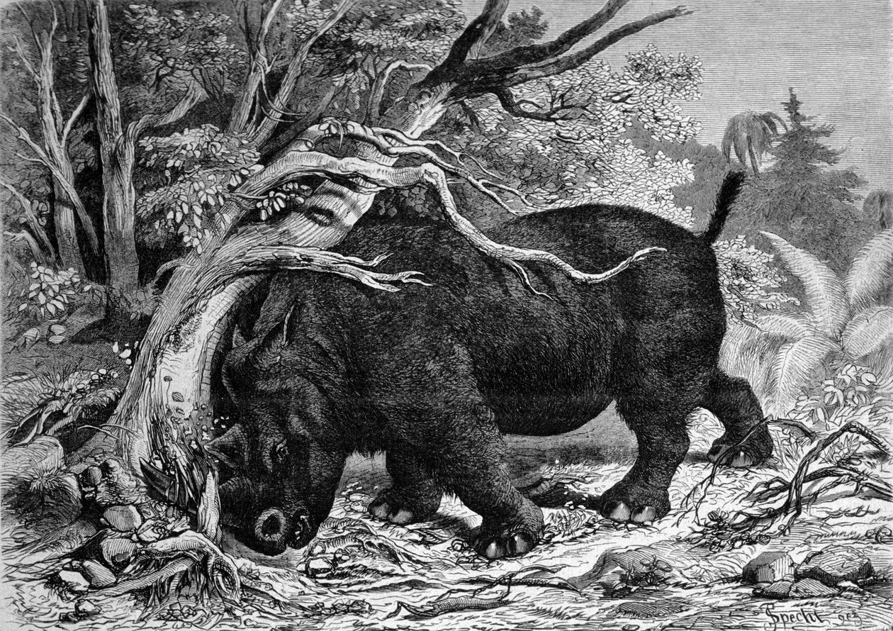 Prehistory: dinosaur of the perissodactyl family, ancestor of the rhinoceros, deracinating a tree. Engraving of the 19th century by Unknown artist