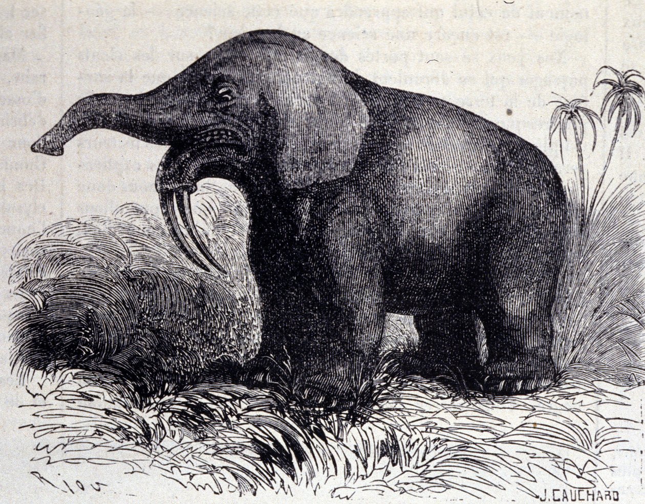 Prehistory: representation of a Dinotherium, type of pachyderm by Unknown artist
