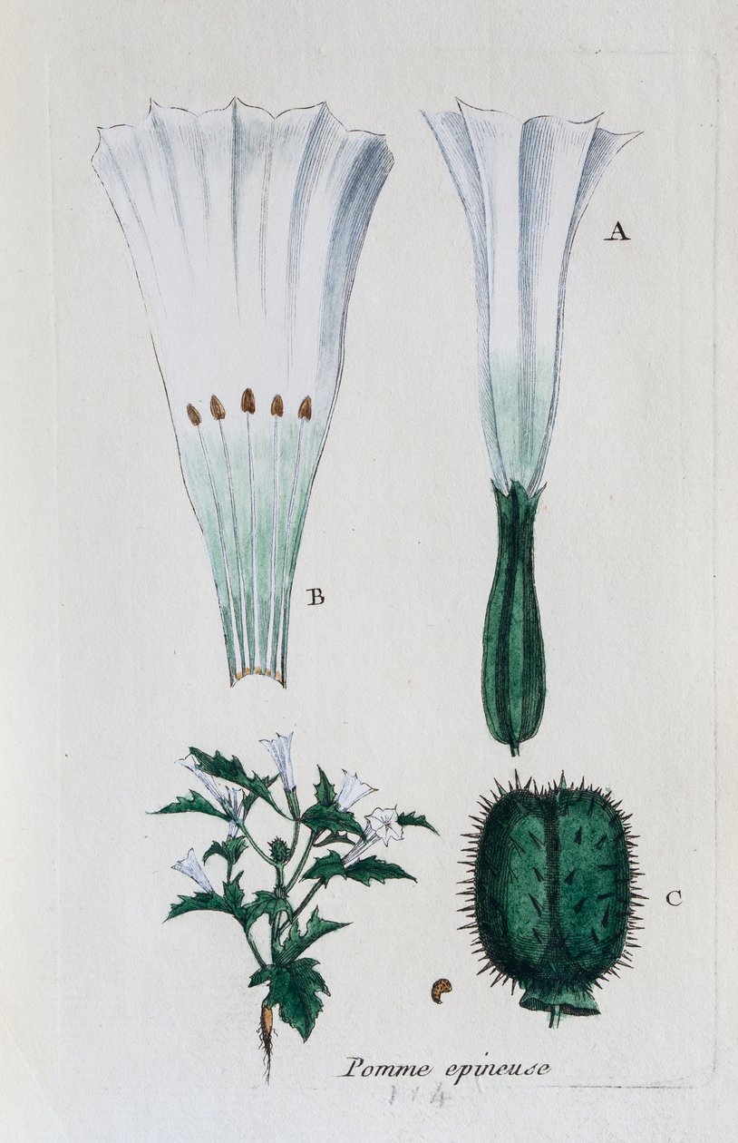 Prickly Apple (Datura, Common Jimsonweed) by Unknown artist