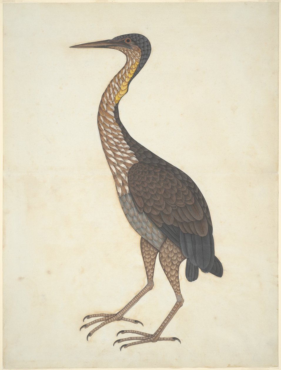 Purple Heron (Ardea purpurea) by Unknown artist