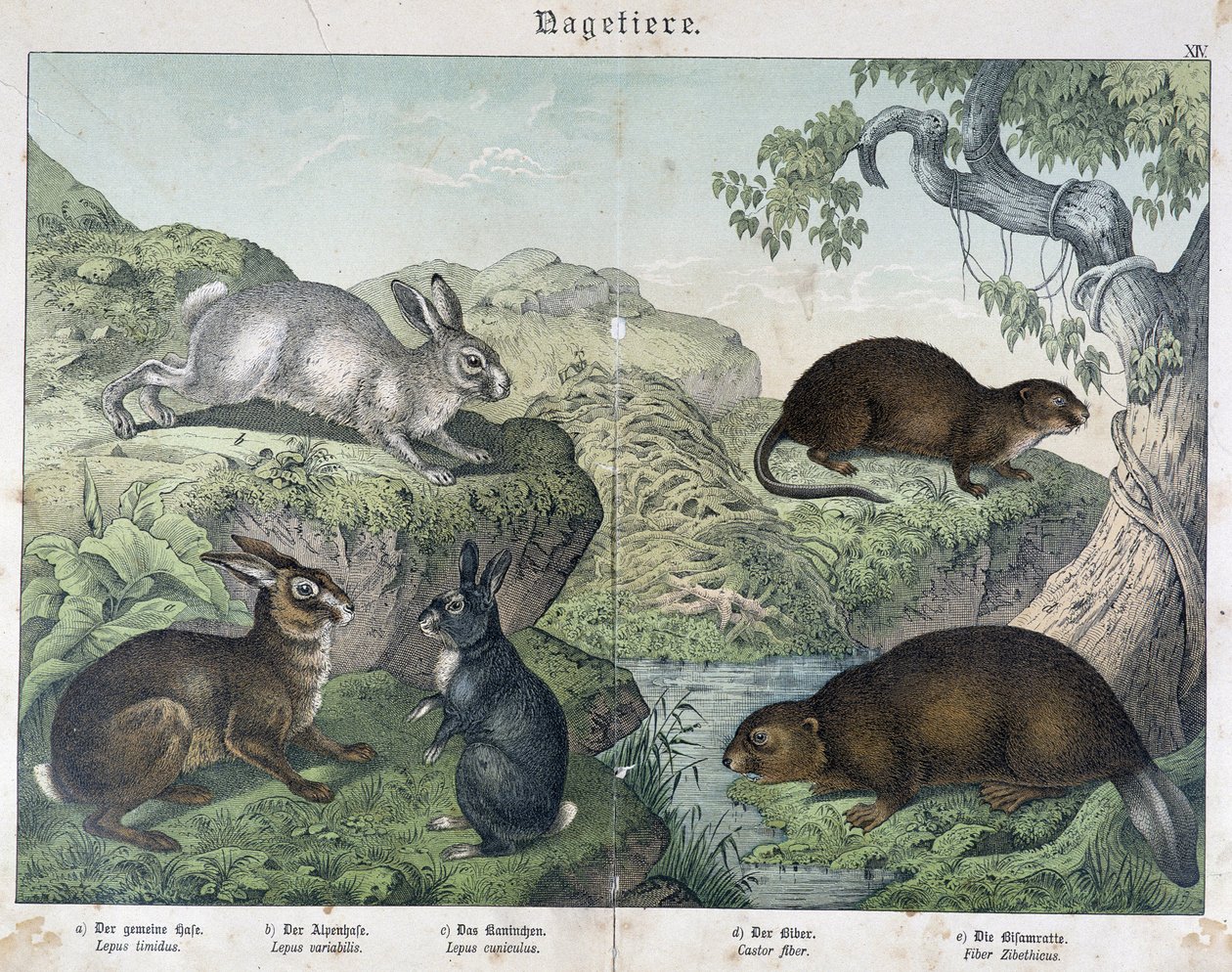 Rabbit, Beaver - in 