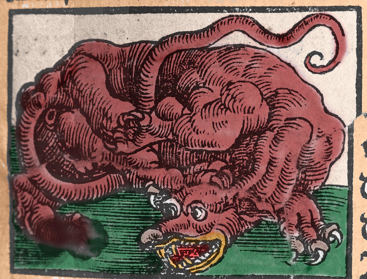 Representation of a Dragon (Engraving from 