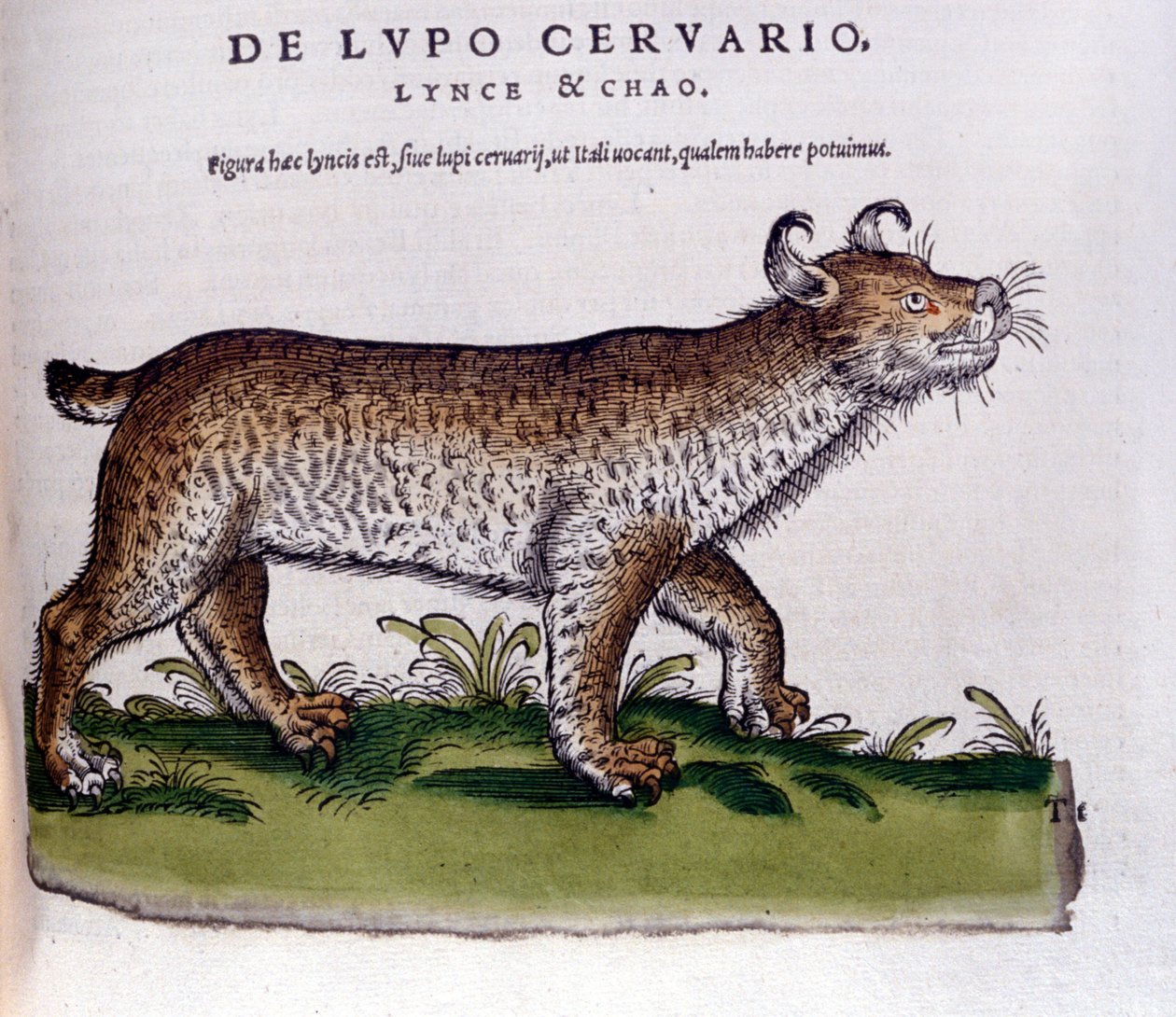 Representation of a Lynx (Wolf-Deer) - Historia Animalium by Conrad Gesner (1516-1565), Tiguri by Unknown artist