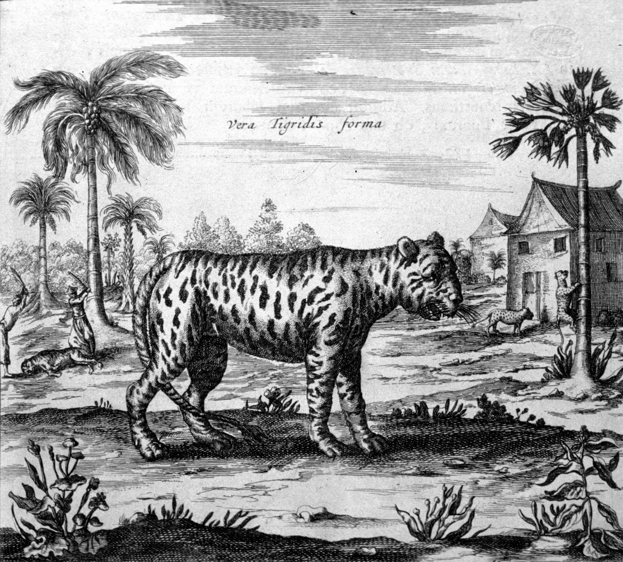 Representation of a tiger, engraving of 