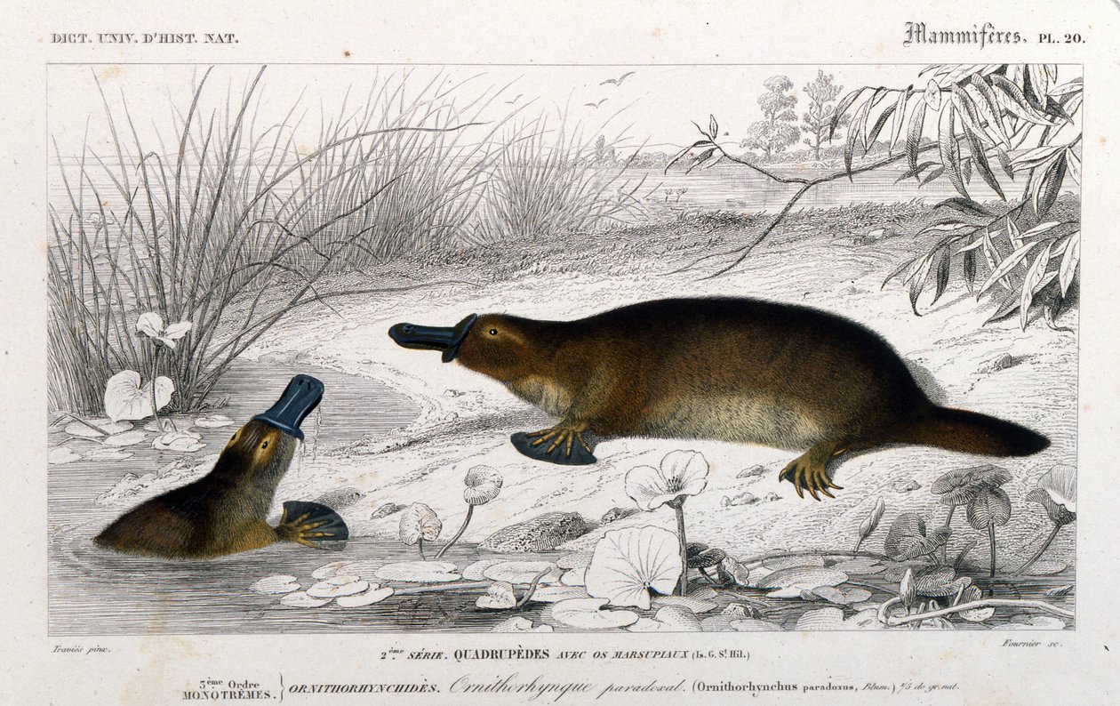 Representation of an Ornithorynch (Ornithorhynchus paradoxus, Blum.). Engraving from “Universal Dictionary of Natural History” by C. D