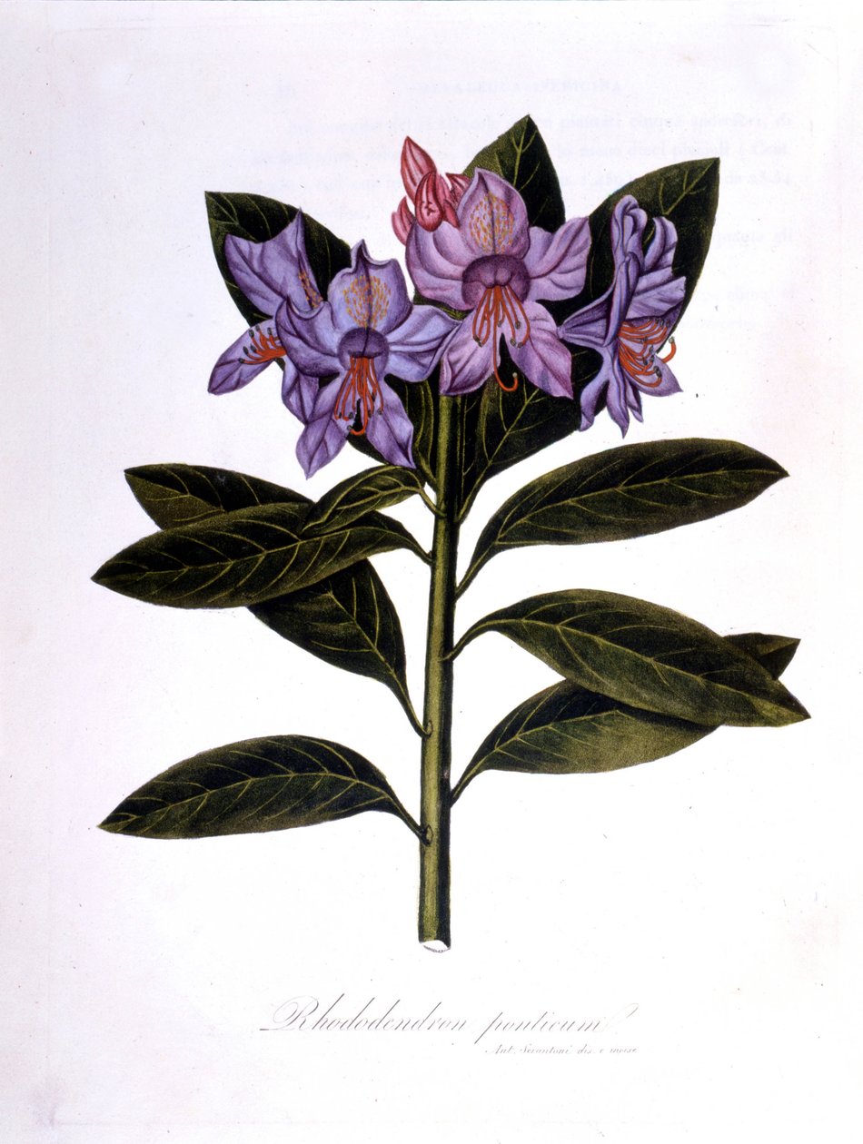 Rhododendron (Rhododendrum Pontium) by Unknown artist