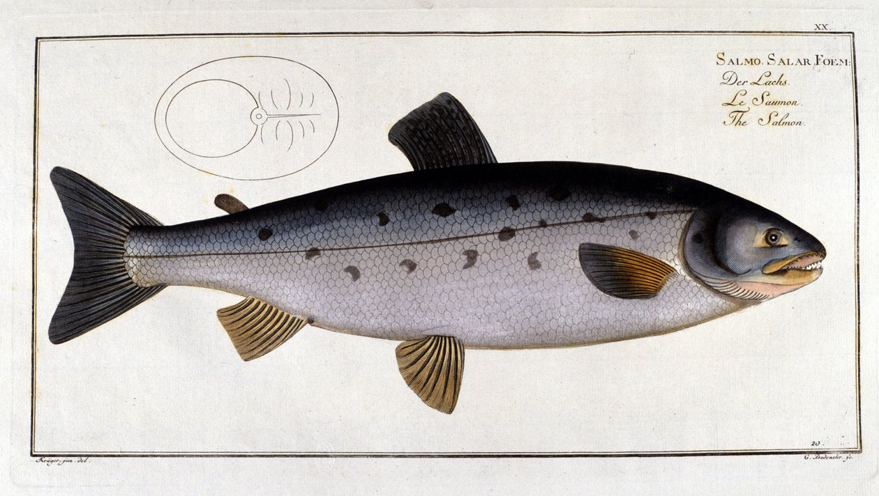 Salmon (Salmo salar) by Marc Elieser Bloch Ichtyologie Paris - Berlin - London 1787 by Unknown artist