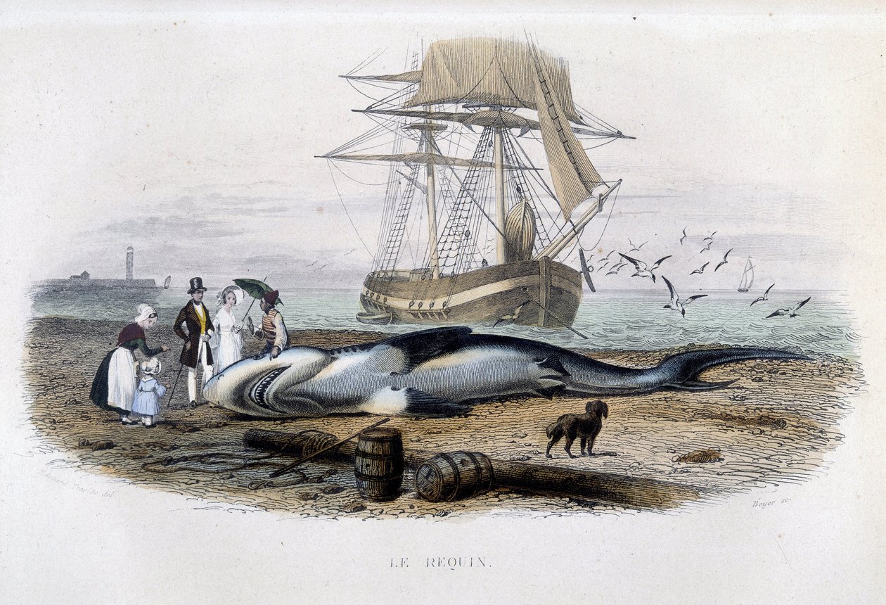 Shark Fishing - in "Histoire naturelle de Lacépède" by Unknown artist