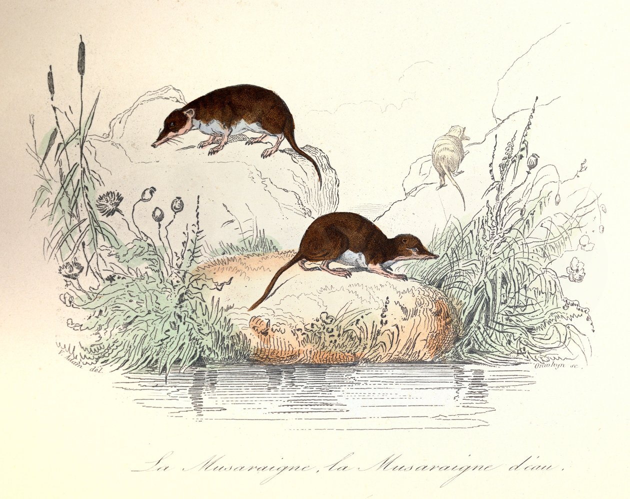 Shrew and Water Shrew Classified by Linnaean Nomenclature and Cuvier (engraving) by Unknown artist