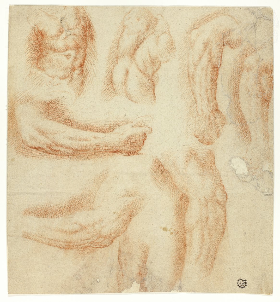 Sketches of Arms, Male Torso, and Back by Unknown artist