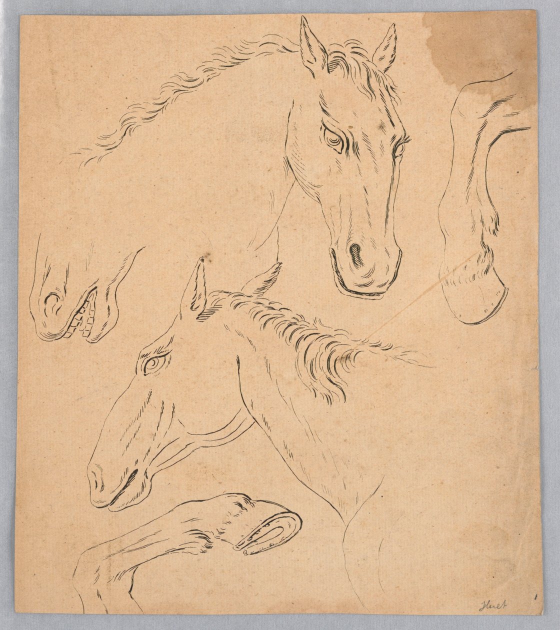 Sketches of Horse Heads and Hooves by Unknown artist
