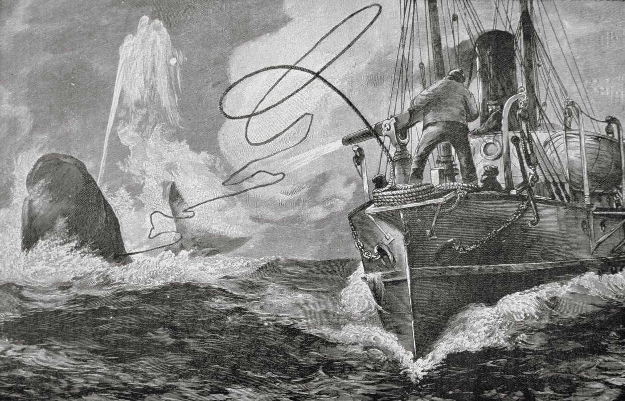 Steamers as Whalers by Unknown artist