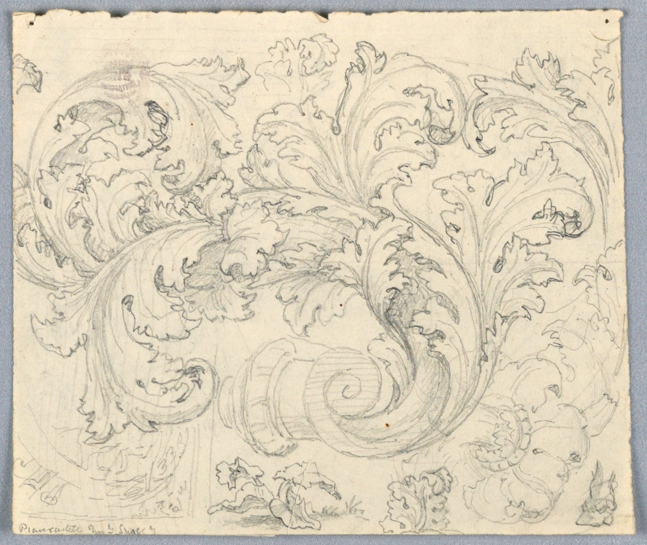Study for Curling Acanthus Ornament by Unknown artist