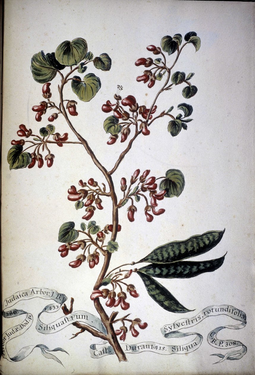 Sylvestris Rotundifolia. 19th century herbarium by Unknown artist
