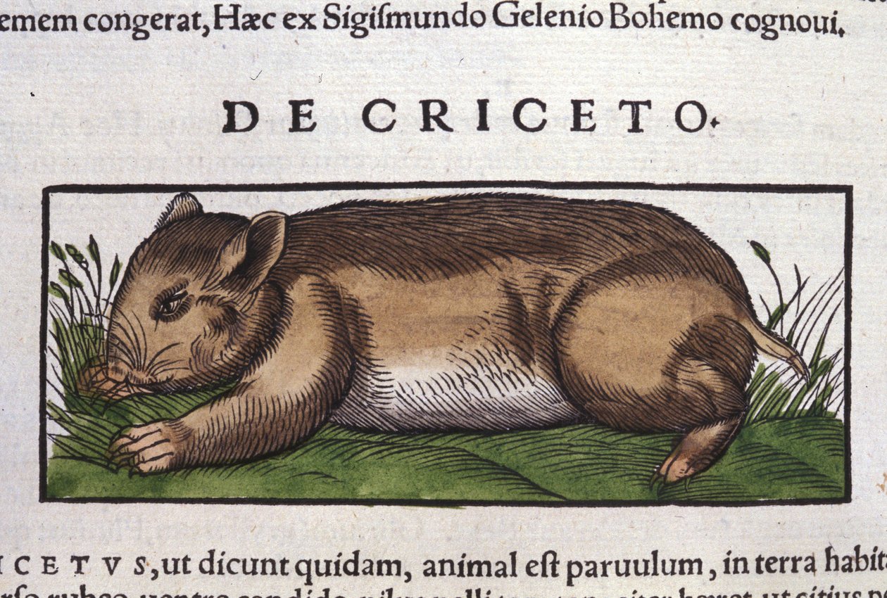 The Hamster in Historia Animalium by Conrad Gesner by Unknown artist