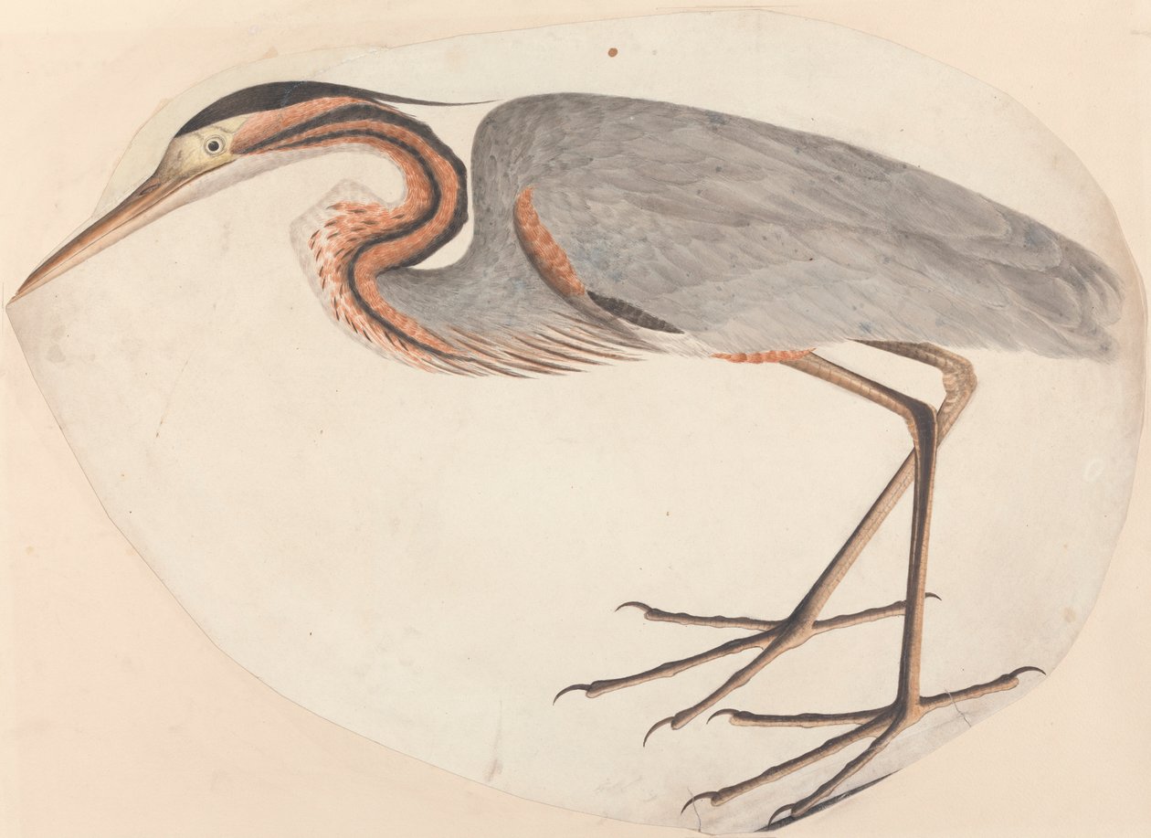 The Purple Heron by Unknown artist