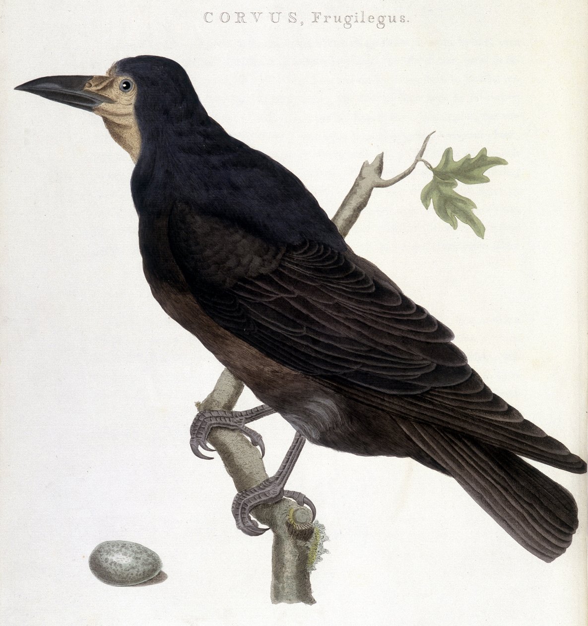 The Raven Frugilegus - natural history board by Unknown artist