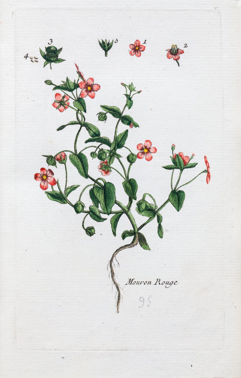 The Scarlet Pimpernel by Unknown artist