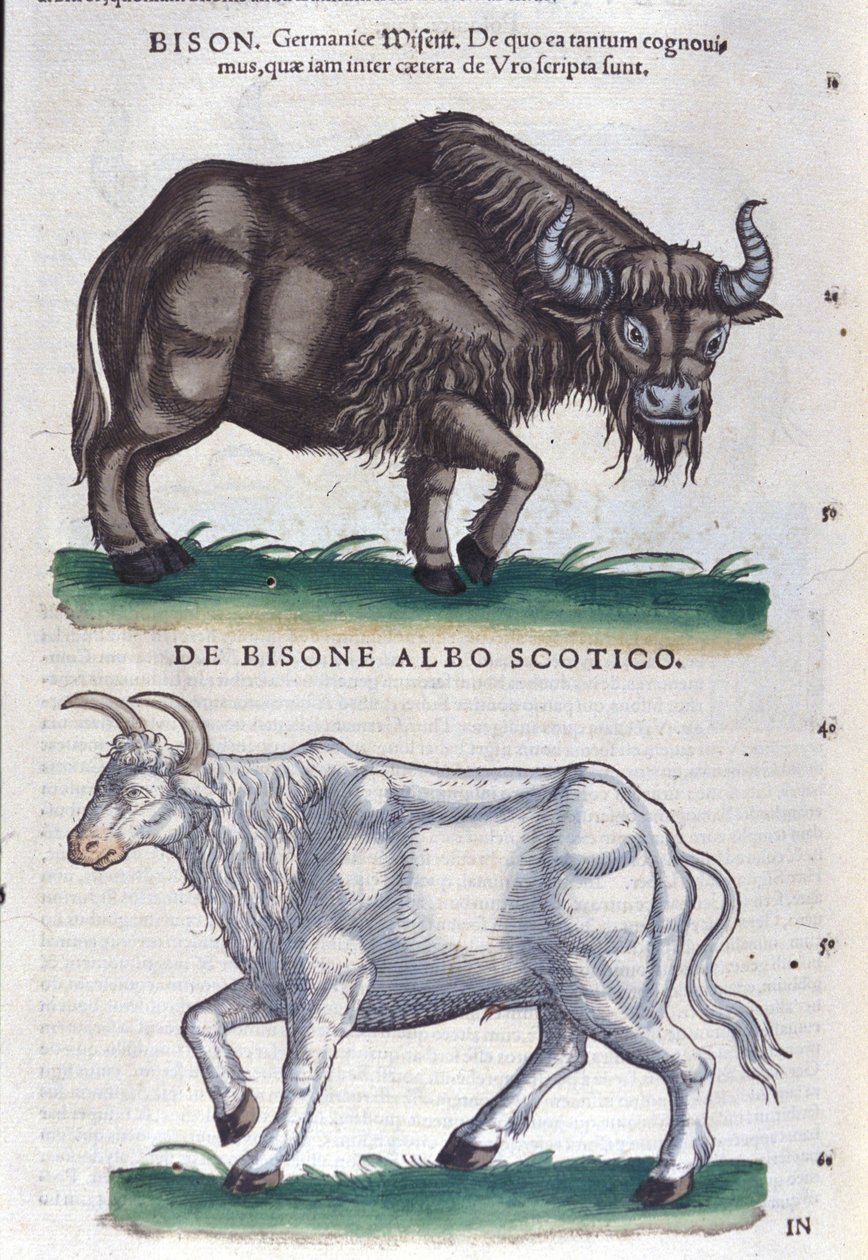 The bison and the white bison from Historiae animalium by Konrad Gesner, Tiguri by Unknown artist