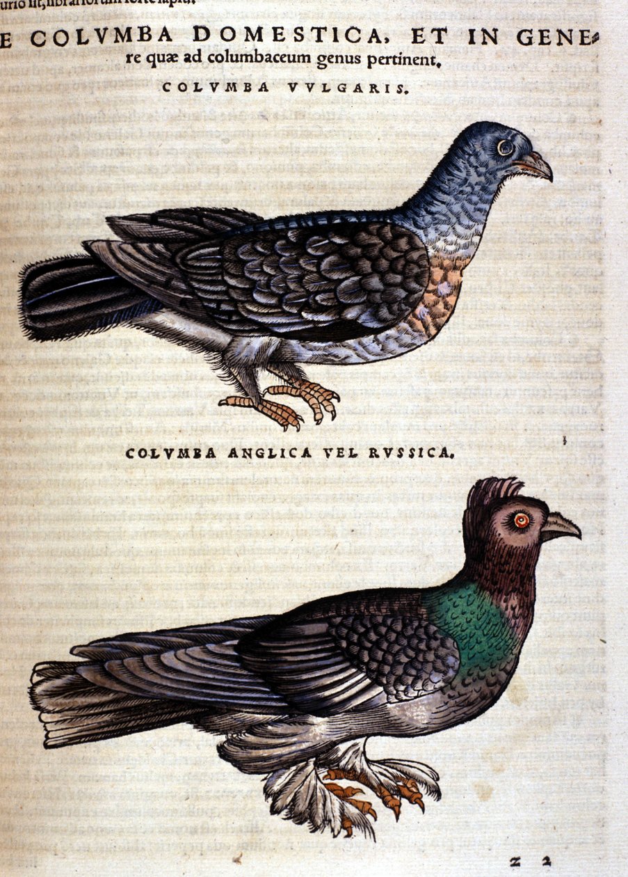 The dove after the Historia Animalium of Conrad Gesner, Tiguri 1560. Biblioteca nazionale Braidense. Milan by Unknown artist