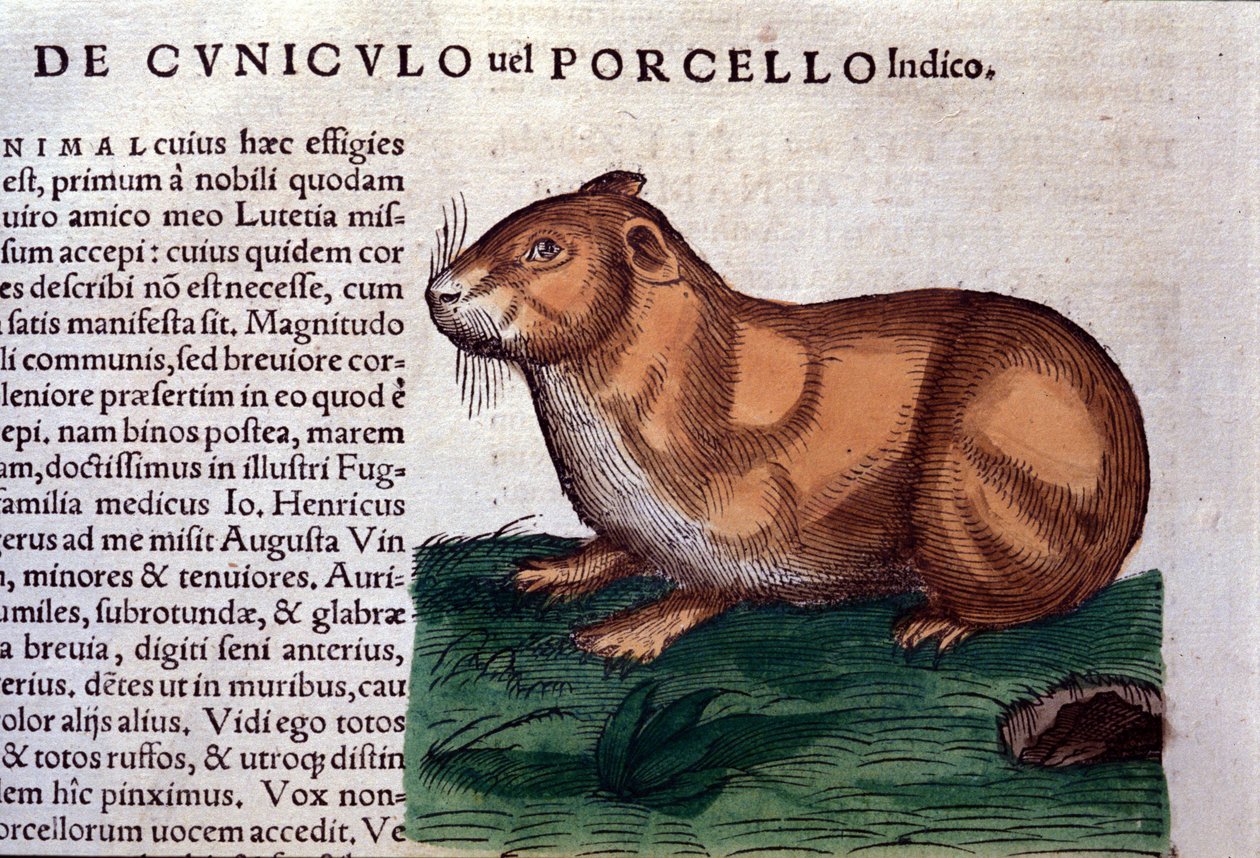 The guinea pig after Historiae animalium by Conrad Gesner by Unknown artist