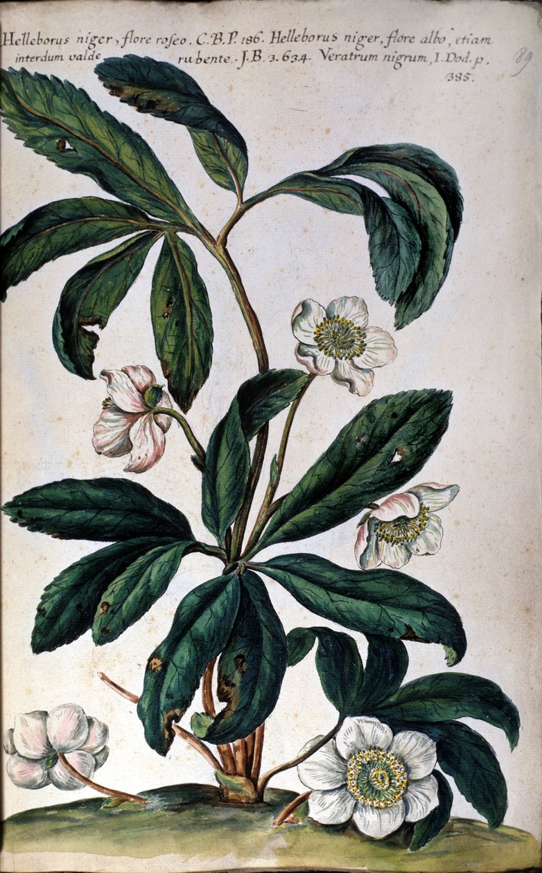 The hellebore or black hellebore, also called Christmas rose. 18th century by Unknown artist