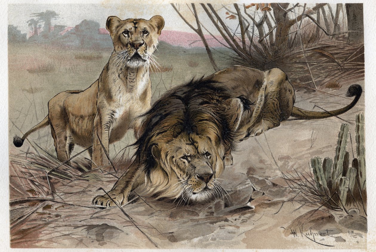The Lion - Engraving from 