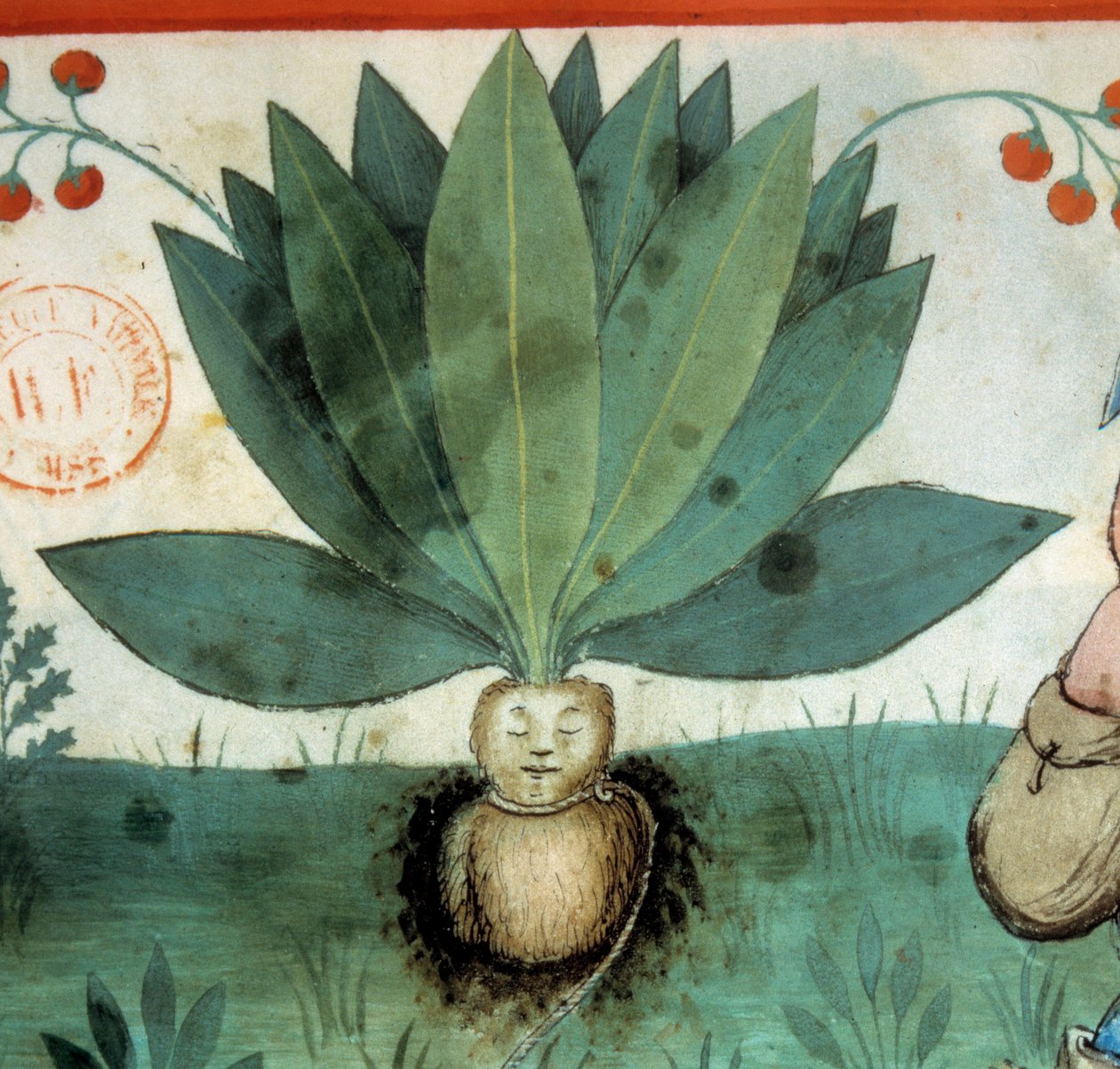 The Mandrake. Medicinal Plant with Magical Virtues. (Detail) by Unknown artist