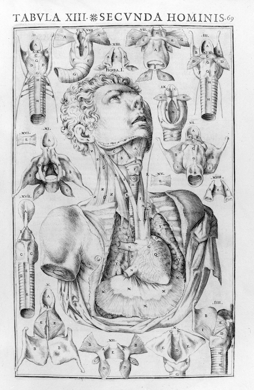 The organ of the voice of man after Giovanni Casseri 