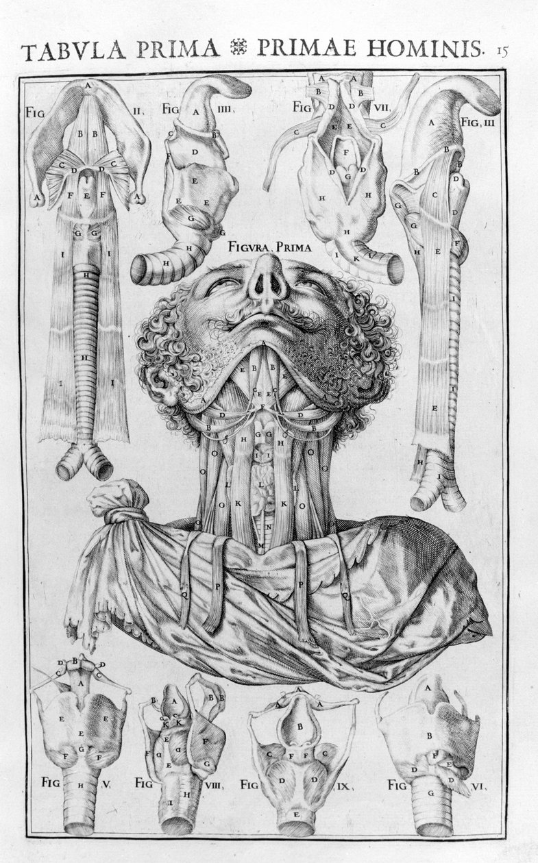 The organ of the voice of man after Giovanni Casseri 