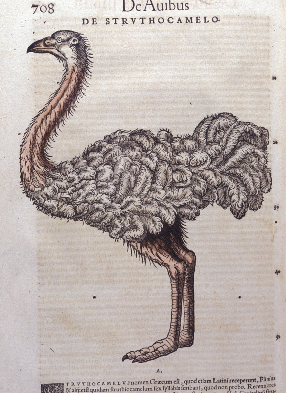 The ostrich from Historiae animalium by Konrad Gesner, Tiguri by Unknown artist