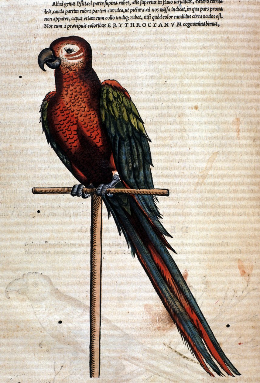 The parrot after the Historia Animalium by Conrad Gesner by Unknown artist