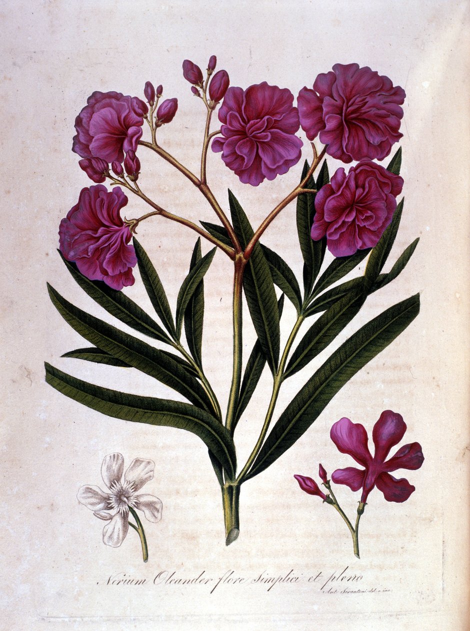 The pink laurel (oleander) - herbarium of the 18th century by Unknown artist