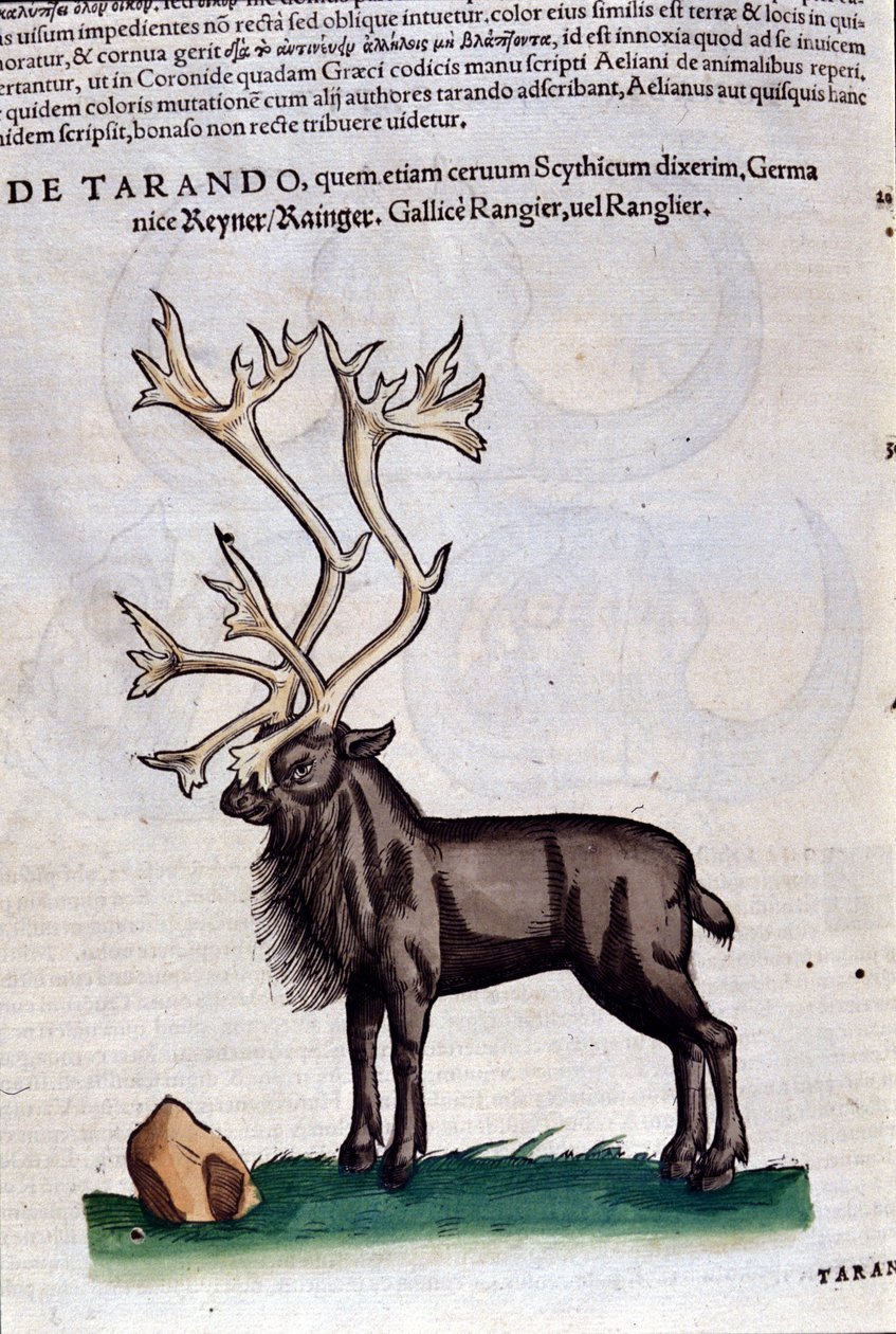 The reindeer from Historiae Animalium by Konrad Gesner, Tiguri by Unknown artist