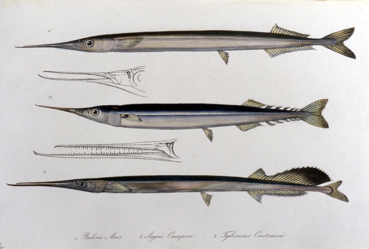 The Sea Needle. Natural History Board. 19th Century by Unknown artist