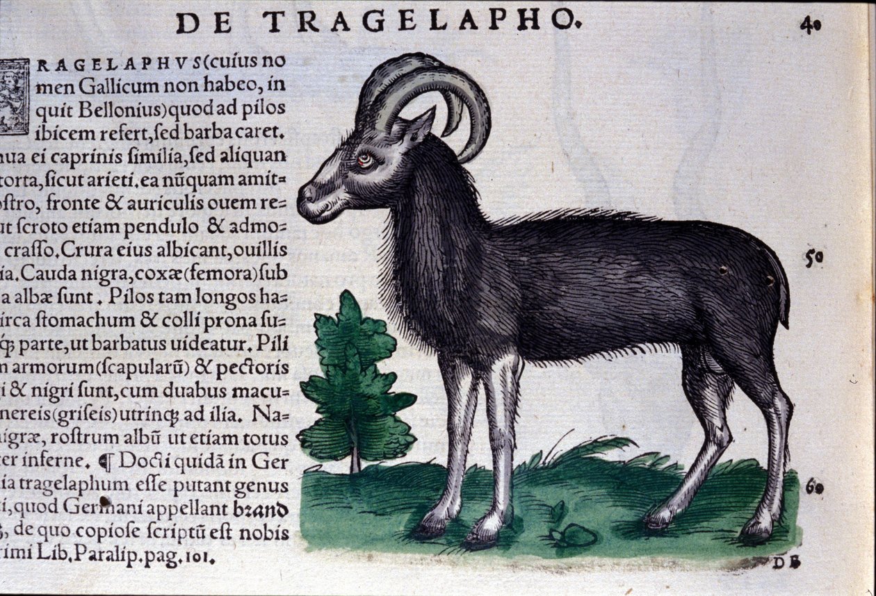 The Sheep in Historia Animalium by Conrad Gesner by Unknown artist