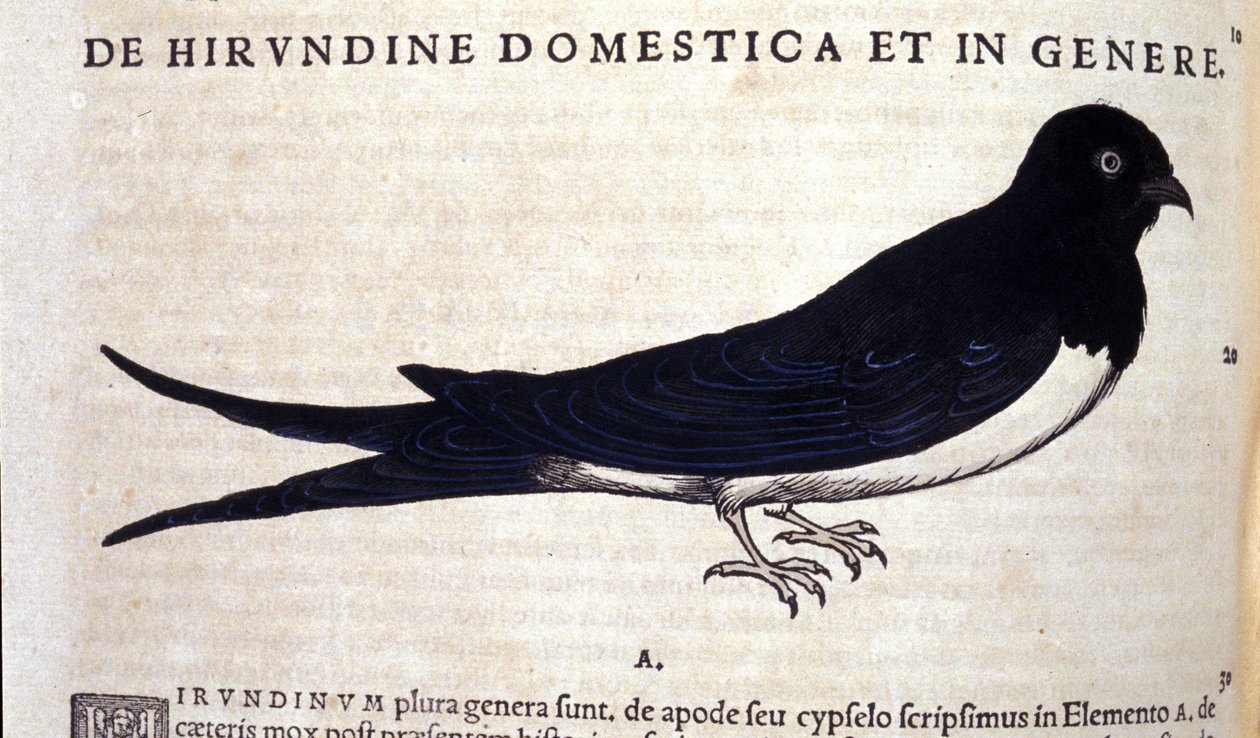 The swallow after Historiae animalium by Conrad Gesner by Unknown artist