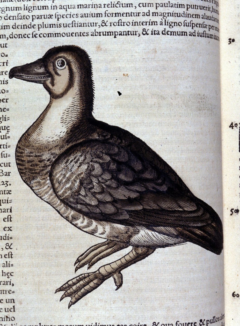 The wild goose from Historiae animalium by Konrad Gesner, Tiguri by Unknown artist