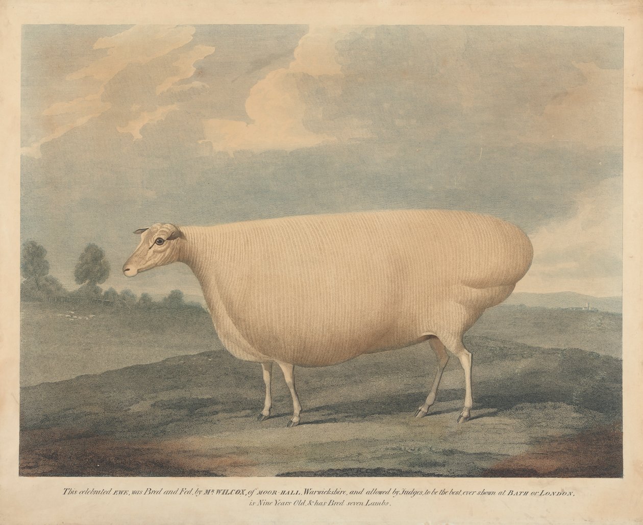 This Celebrated Ewe was Bred and Fed, by Mr. Wilcox. by Unknown artist
