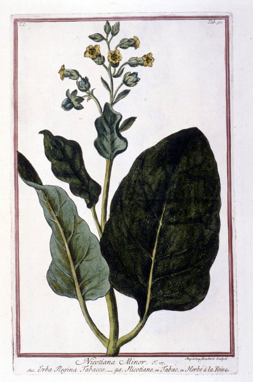 Tobacco plant (Nicotiana Minor). Botanical board from an 18th century herbarium. by Unknown artist