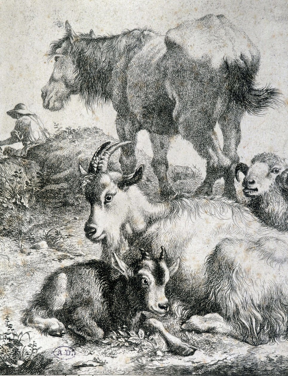 Traught horse, goat, goat and ram by Unknown artist