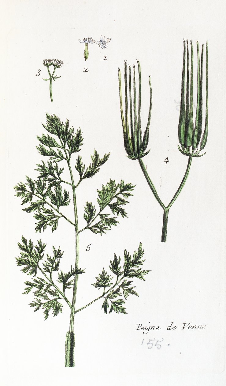 Venus Comb by Unknown artist